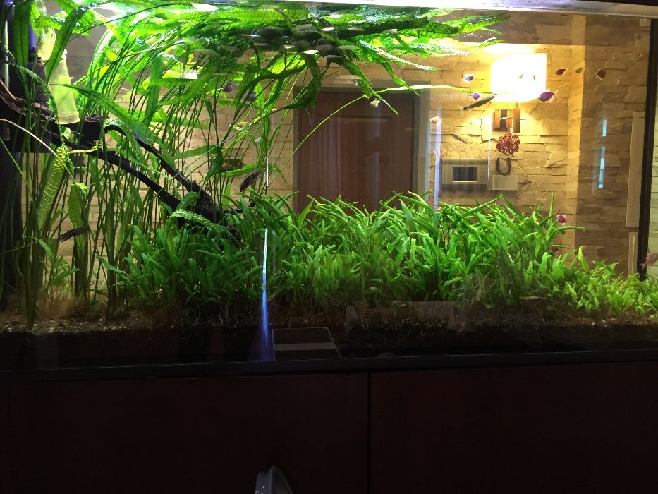 Обслуживание морских и пресных аквариумов,чистка аквариумов