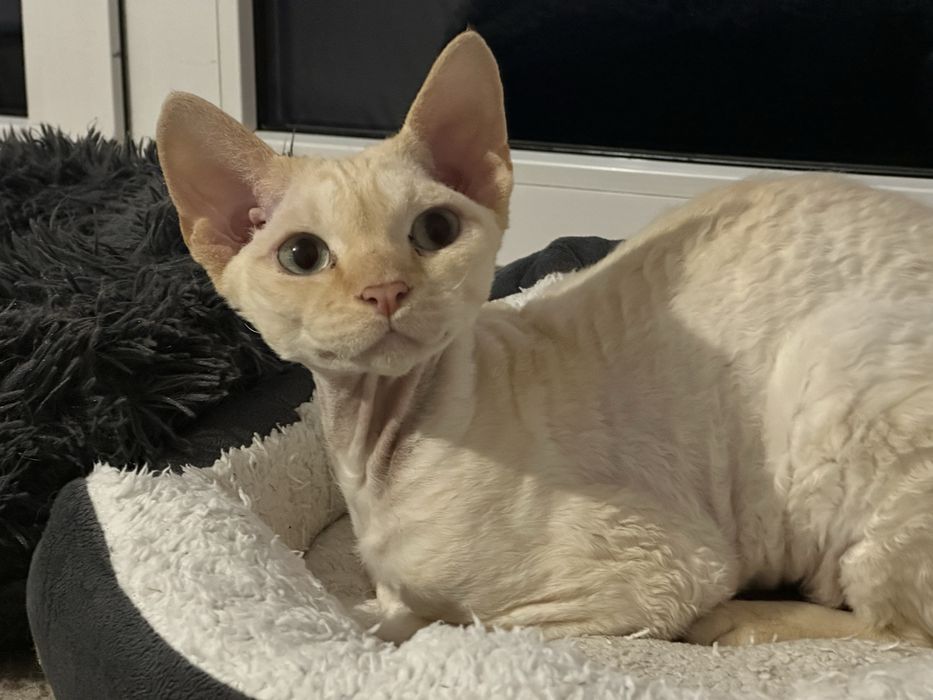 Junior czempion devon rex