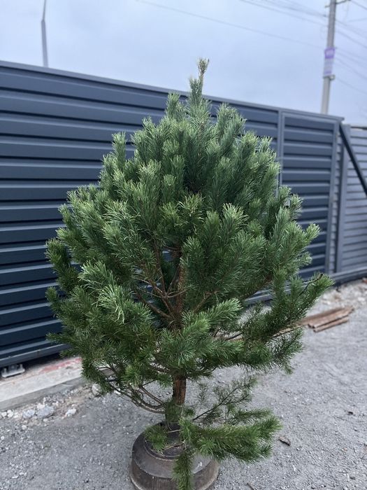 Ялинка , жива ялинка, пишна ялинка , сосна , ялинка кримка