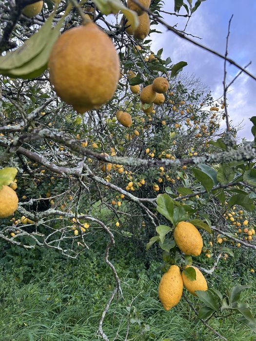 Limões casca grossa ( biologicos )