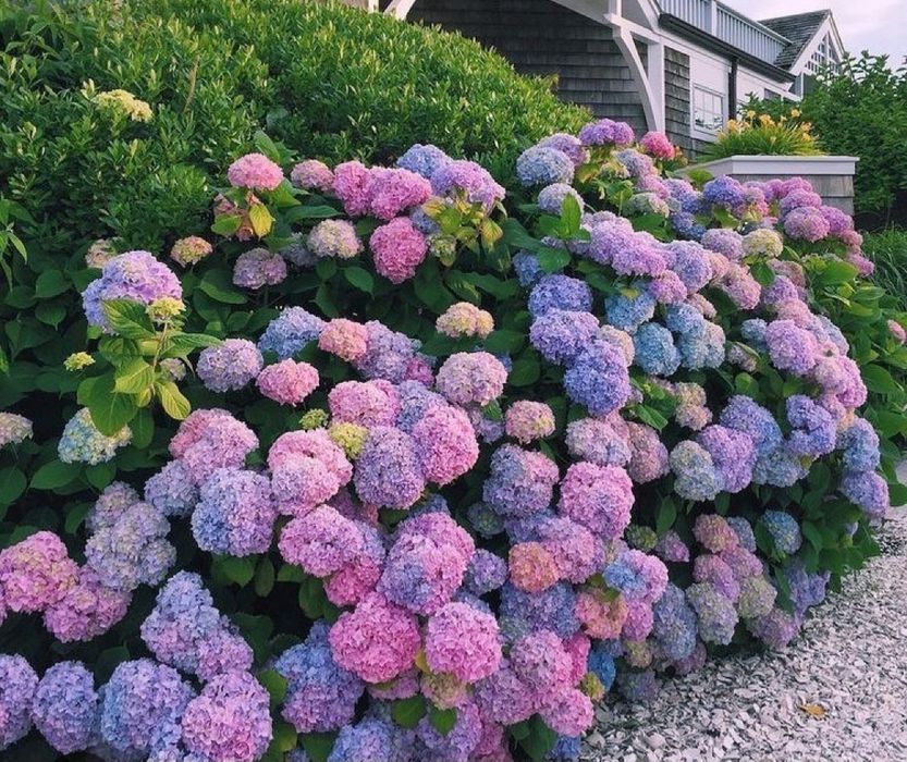 Гортензія хамелеон