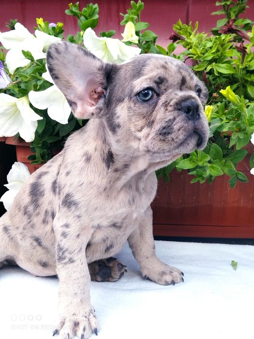 Малыши французы.