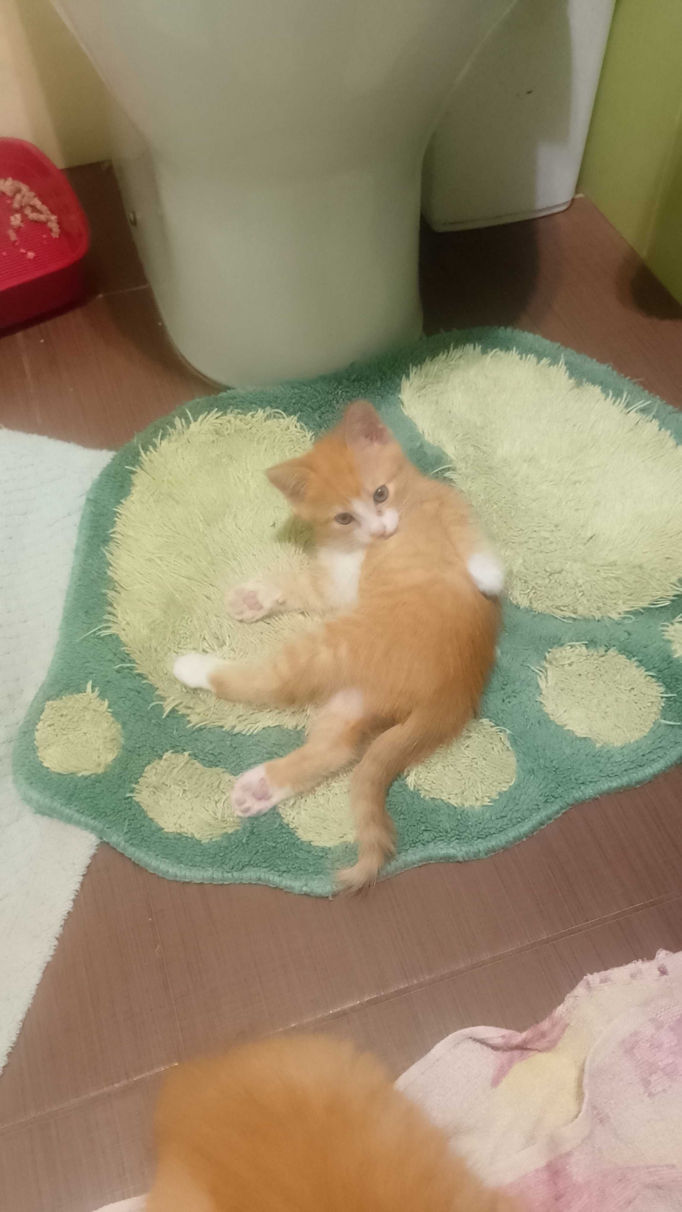 Тварини котята,хлопчики.
