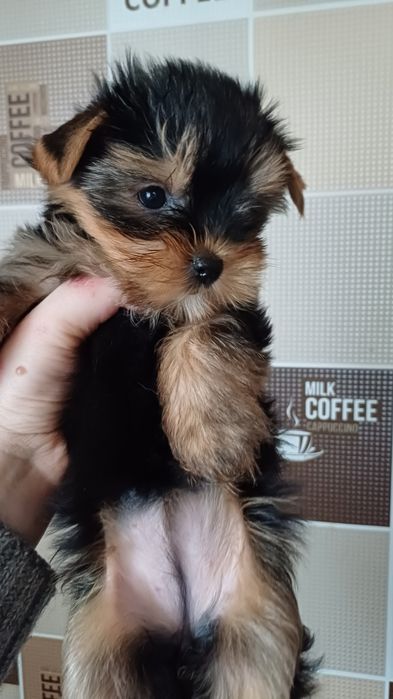 Йоркширські тер'єрчики