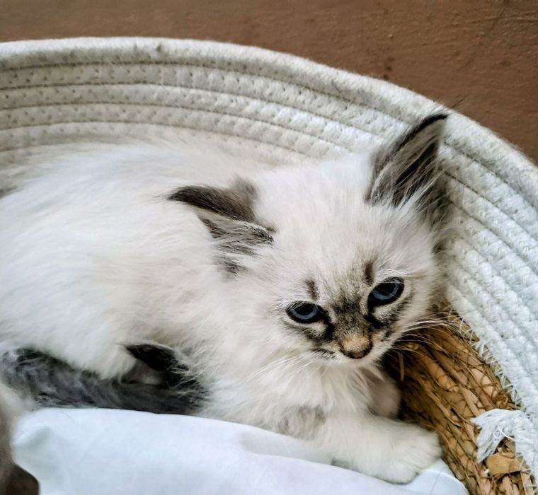 Chłopcy Neva Maesqerade FPL