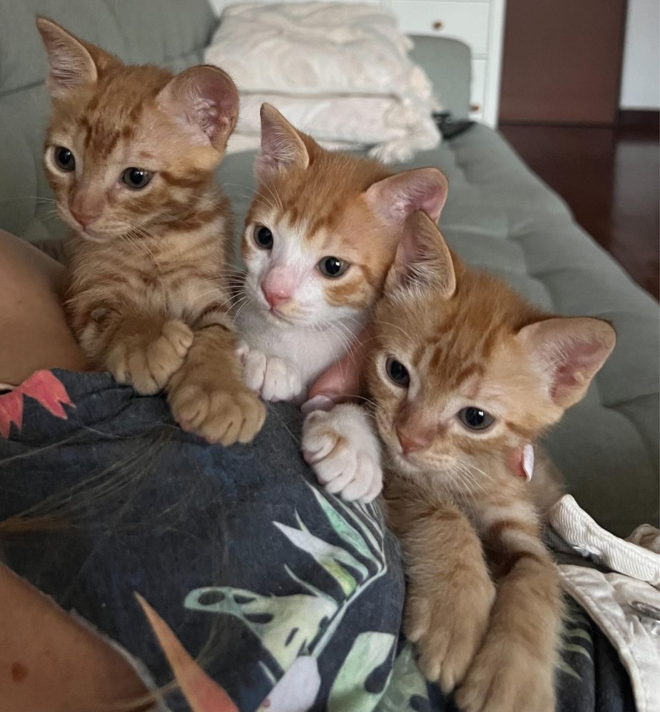 Gatos bebes para adoção responsavel