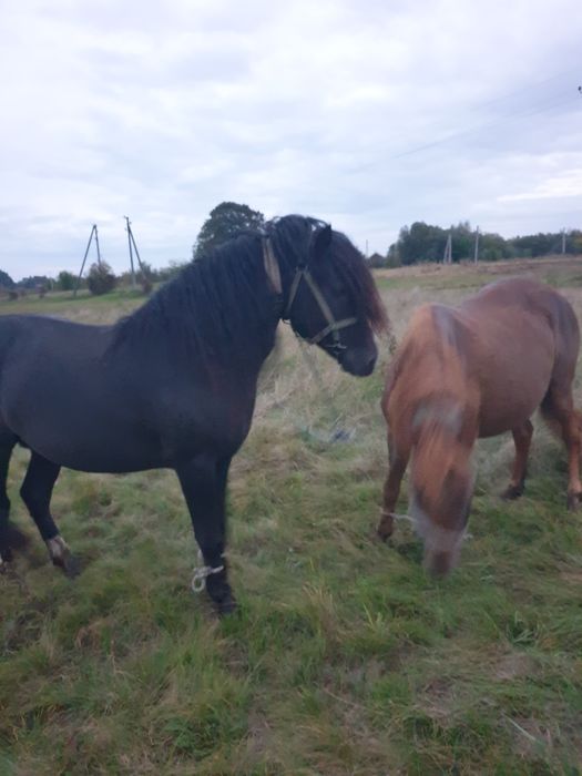 продається кінь жеребець