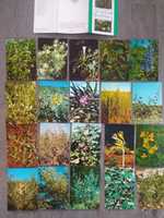 Зелёная аптека лекарственные растения Комплект открыток