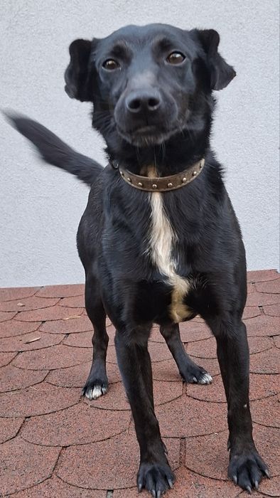 Murzynek-piesek z łańcucha o gołębim serduszku