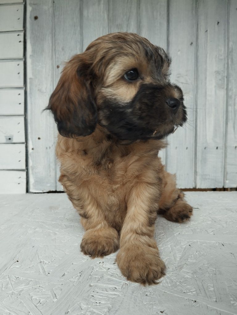 Cavapoo f1b , piesek Moris ( nie maltipoo pudel maltańczyk cavalier)