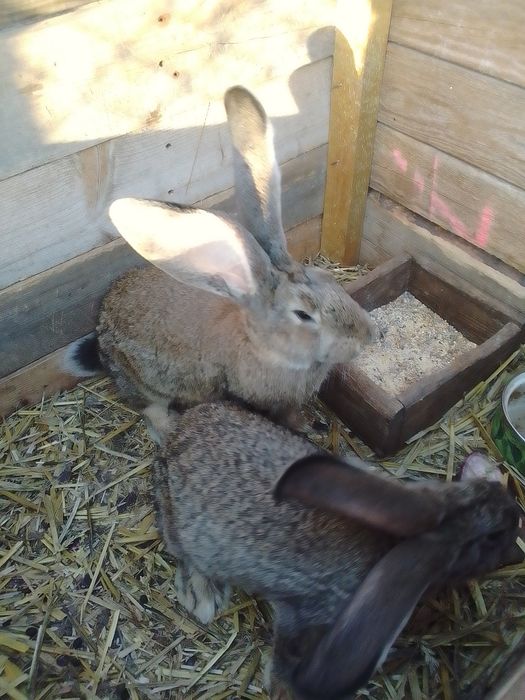 Sprzedam olbrzym belgijski