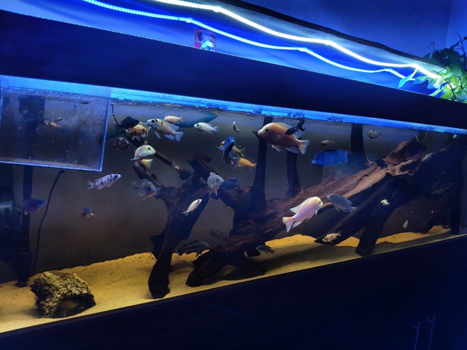 Vendo ciclídeos malawi