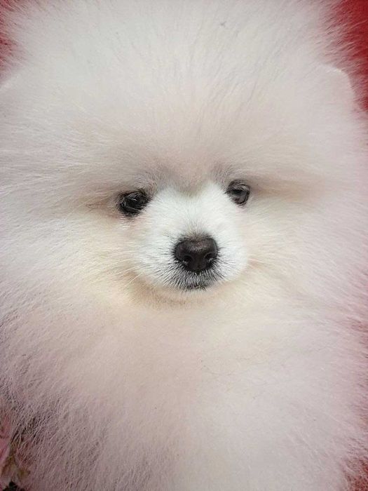 Белоснежная красотка, небольшого размера, есть нюанс.