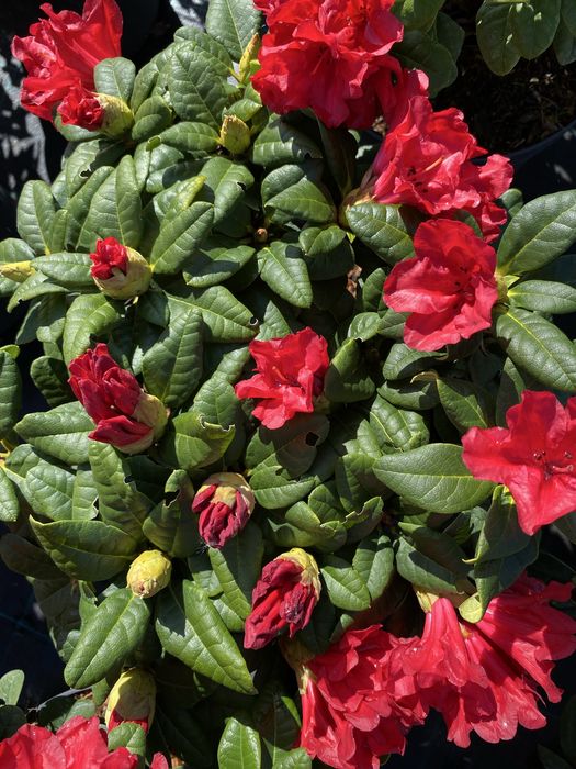 Rhododendron 'Scarlet Wonder'