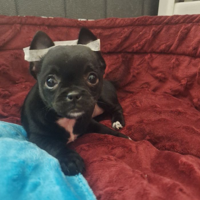 Czarna dziewczynka gotowa do zmiany domku