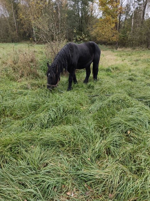 Sprzedam klacze spokojne zimnokrwiste