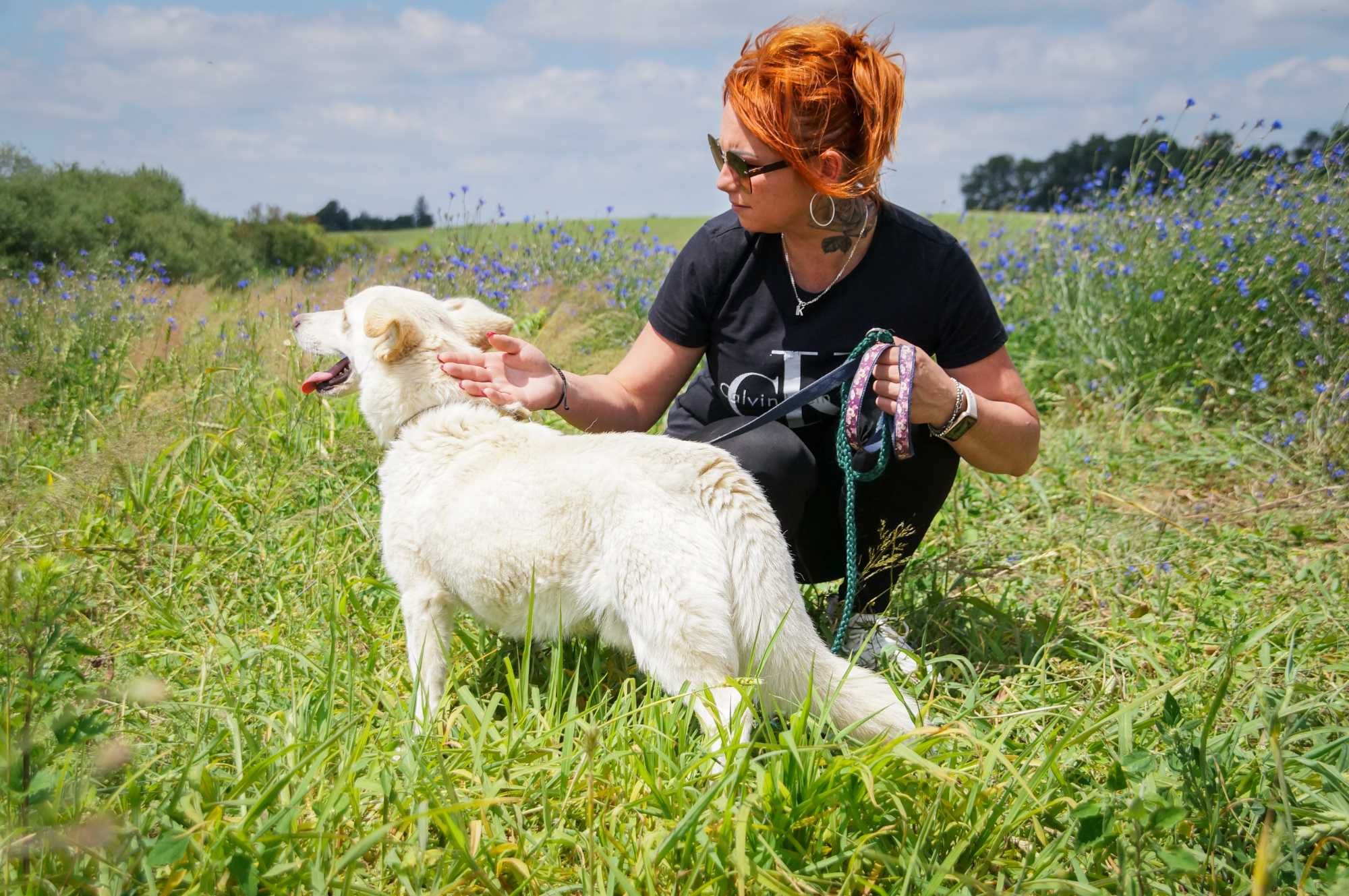 Enter- psiak w typie białego corgi do odpowiedzialnej adopcji.