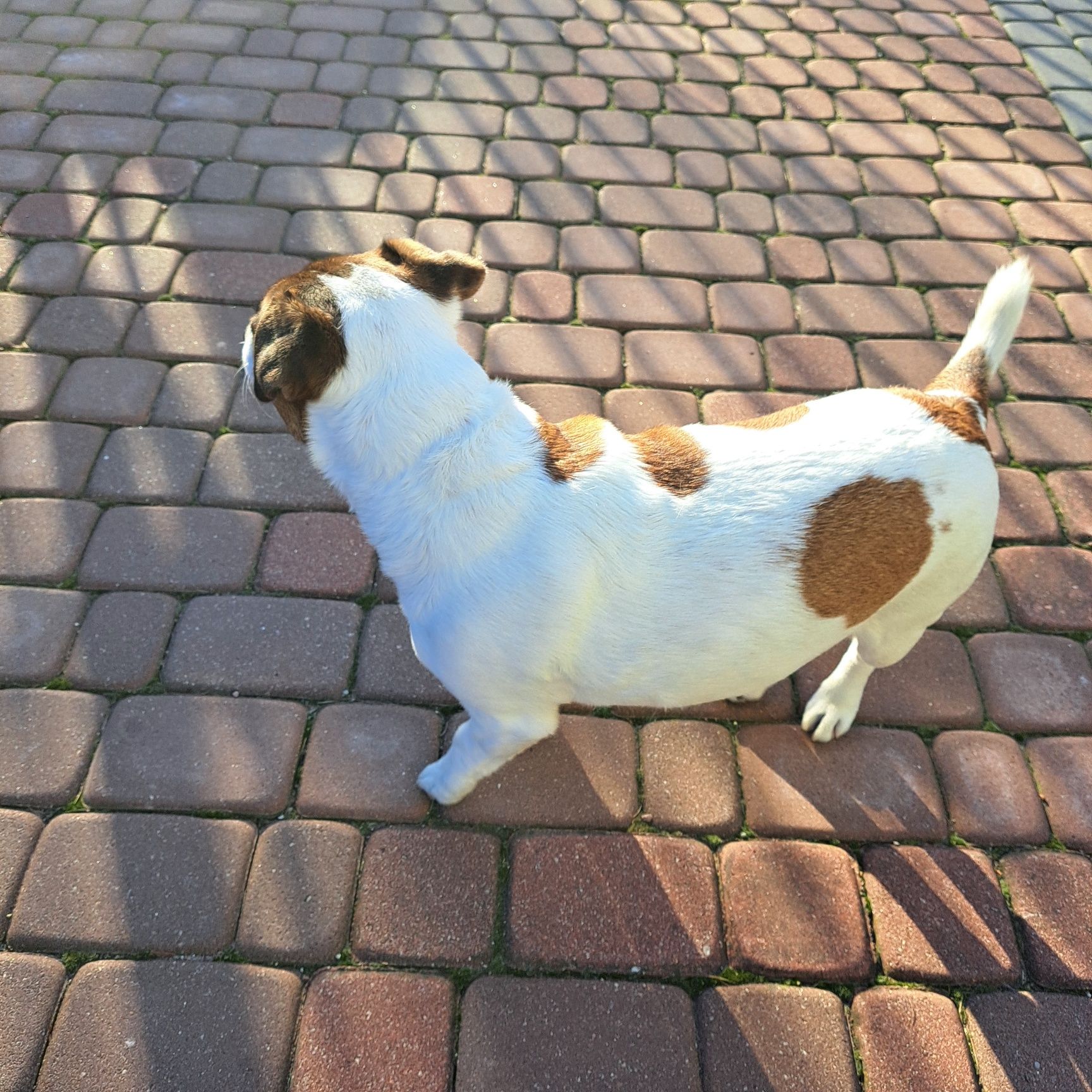 Oddam pieska rasy Jack Russell Terrier w dobre ręce