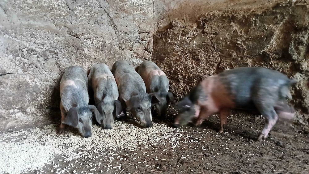 Porcos Bizarro cruzado Duroc e Porcos anões