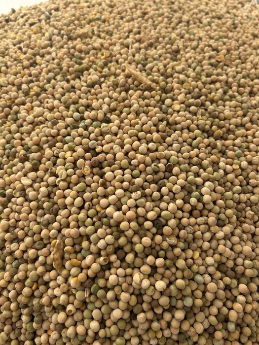 Горох кормовий..