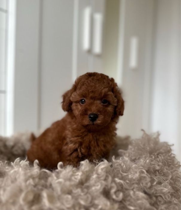 Чистокровний Мальтипу тедді. Мальтипу Ред Браун Мальтипу ф1