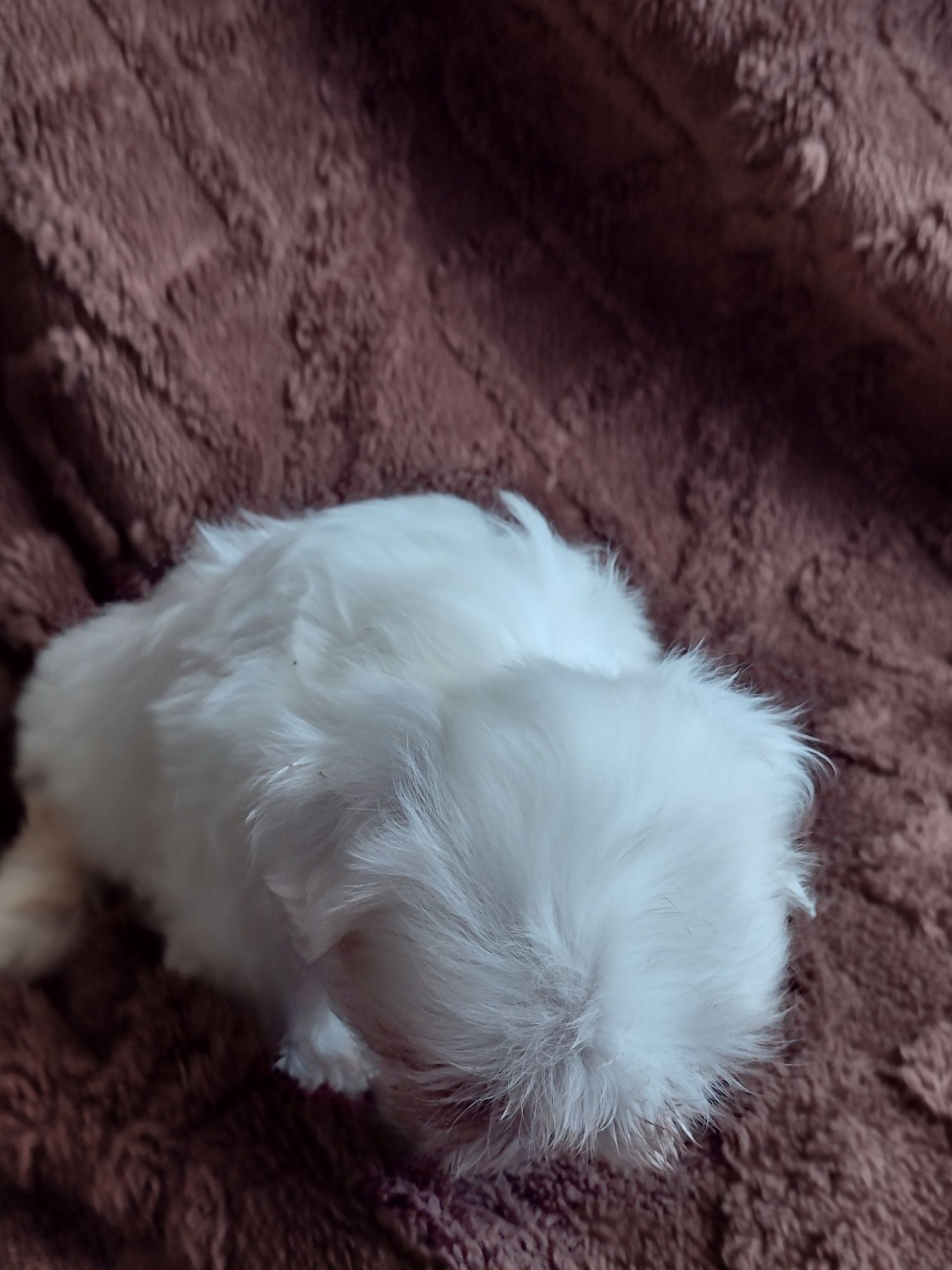 Maluszki shih tzu