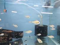 Ramirezi jovens gold