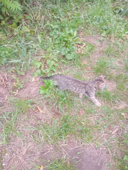 6 młodych kotków nie wykastrowanych do przygarnęcia za darmo.