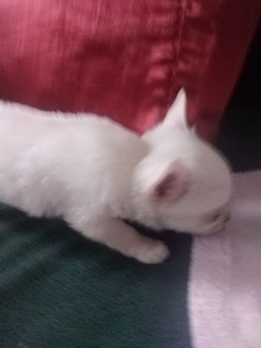 Продам щенка девочку чихуахуа