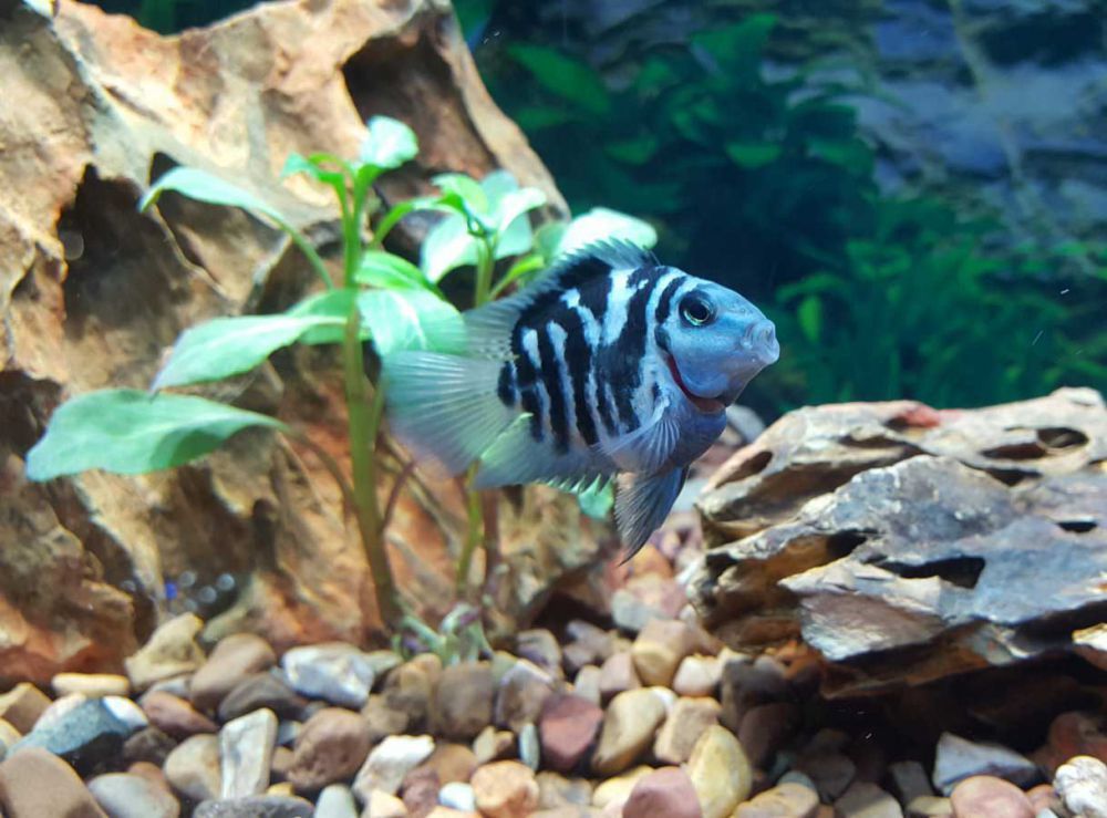 Акваріумні риби: синій тигр, анцитрус