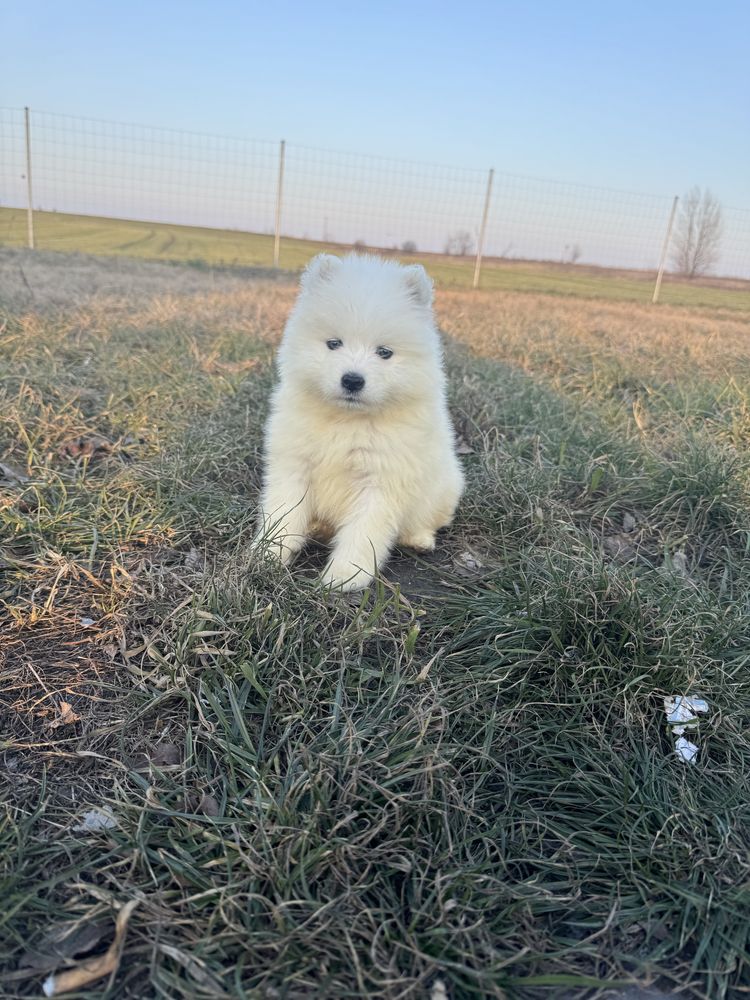 Piękna Suczka Samoyed Rodowód,Chip,Książeczka,Wyprawka!!