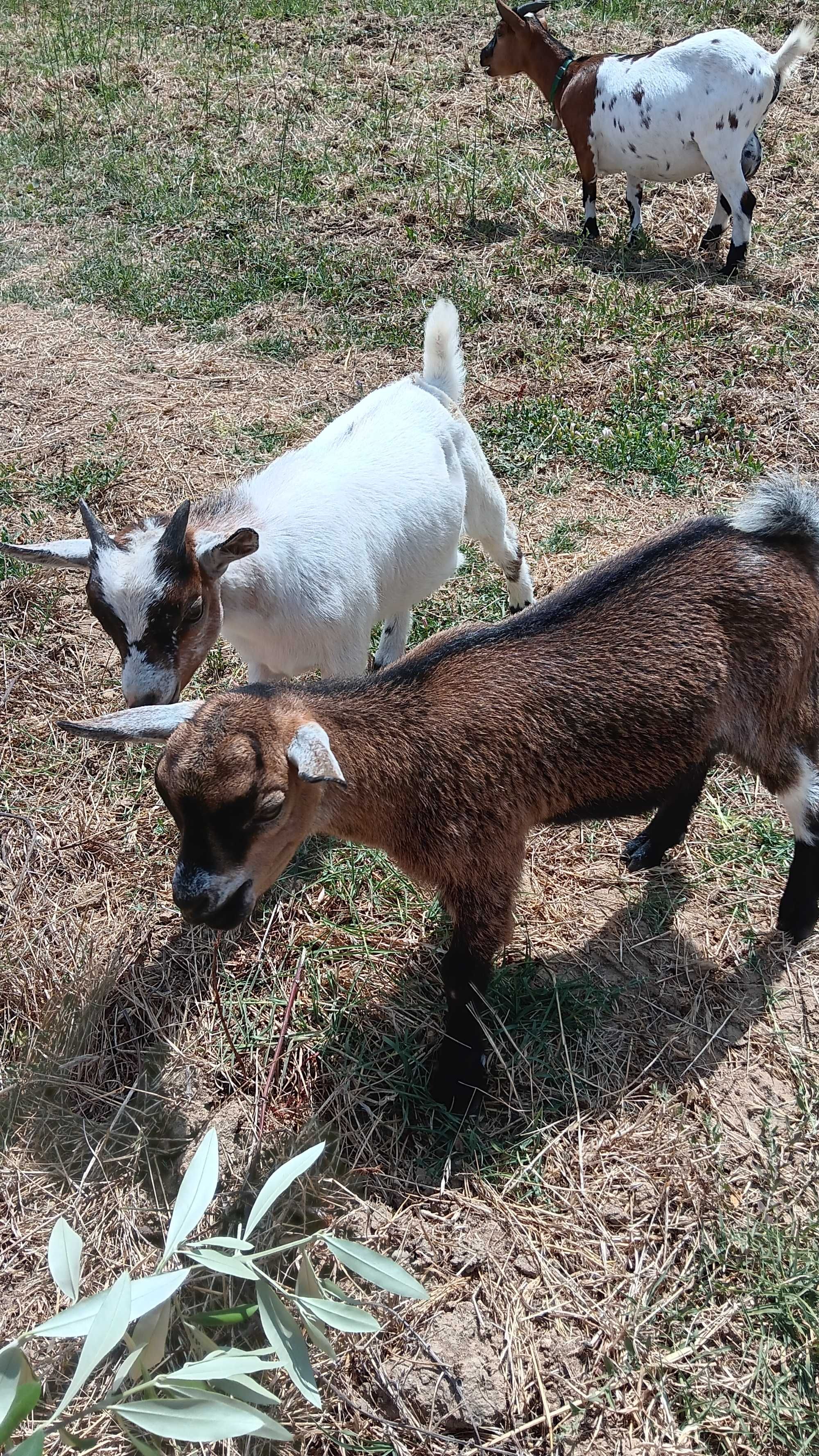 Cabras anãs 3 meses
