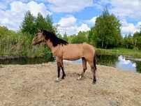 Pilna Sprzedaz Klacz 2.5 Roku Grupy D