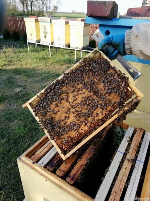 Odkłady pszczele, pszczoły zamówienia 2024 rok !!!