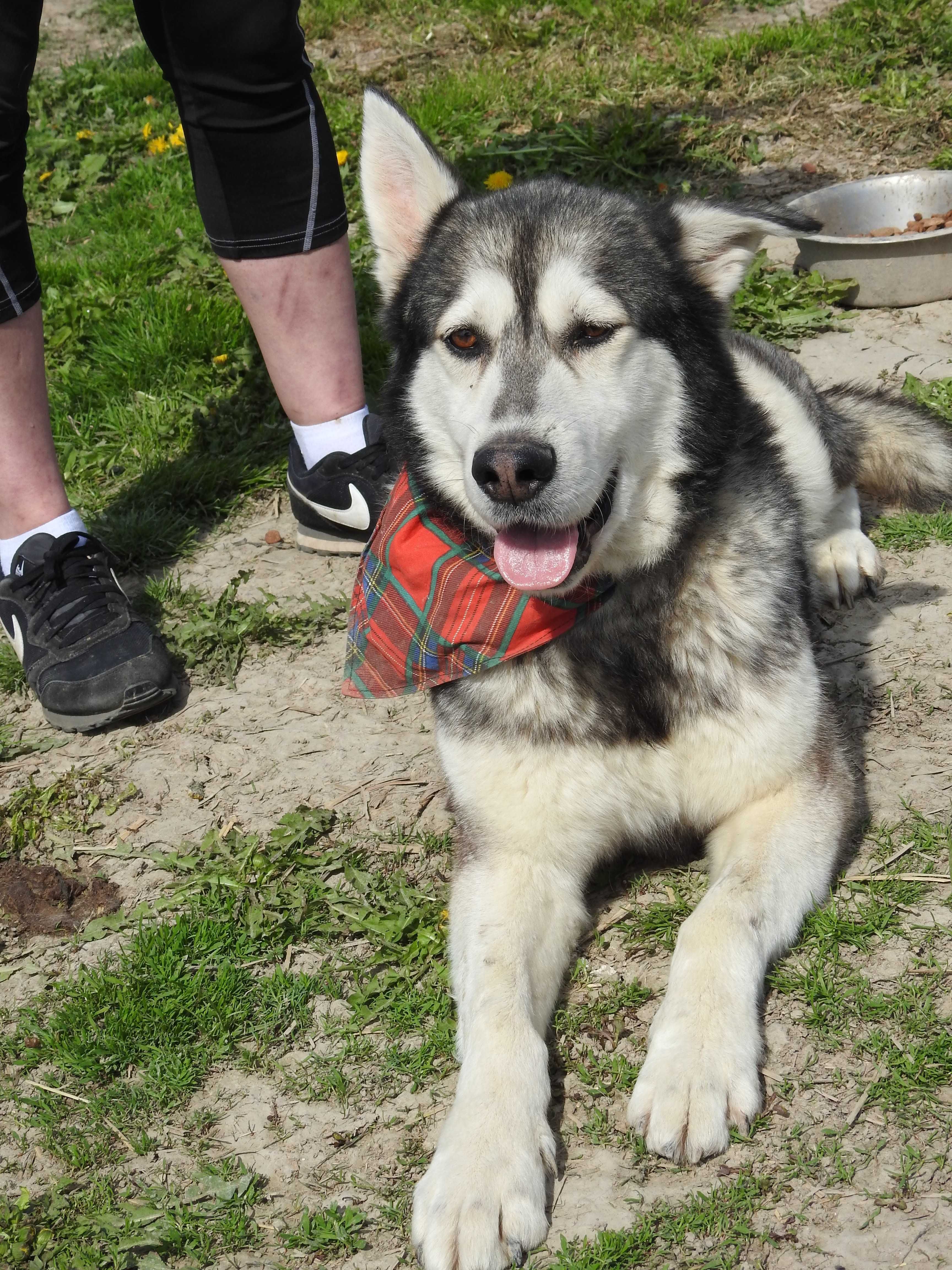 Przyjacielski, łagodny  mix alaskan malamute ADOPCJA