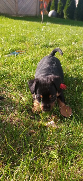 Szczeniaki, matka Jack Russell terrier