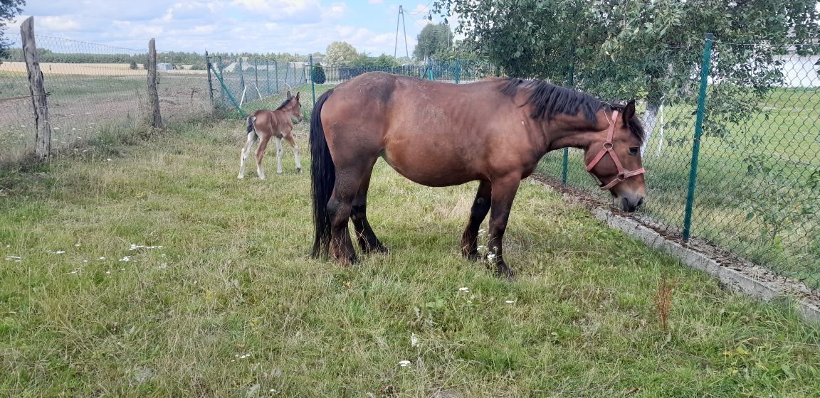 Sprzedam trzy klacze i ogerka