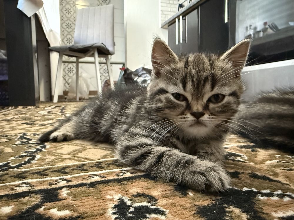 Продам кошенят скотіш страйт
