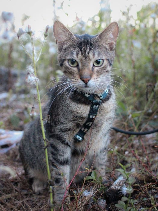 Piękniś szuka domu