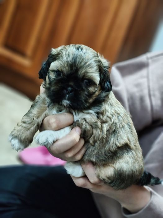 Piękny Shih Tzu z rodowodem