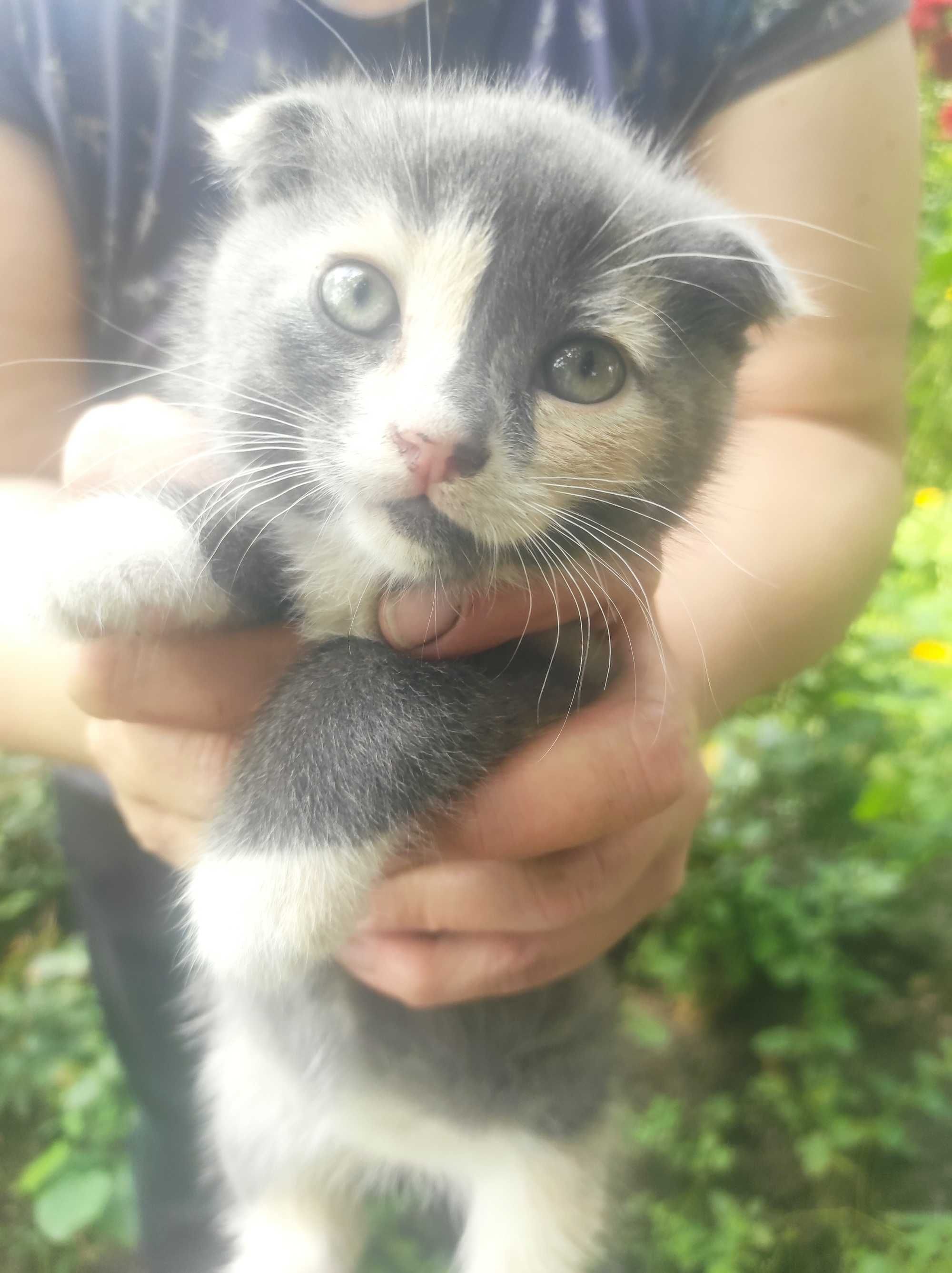 Шукаю родину кошенятам