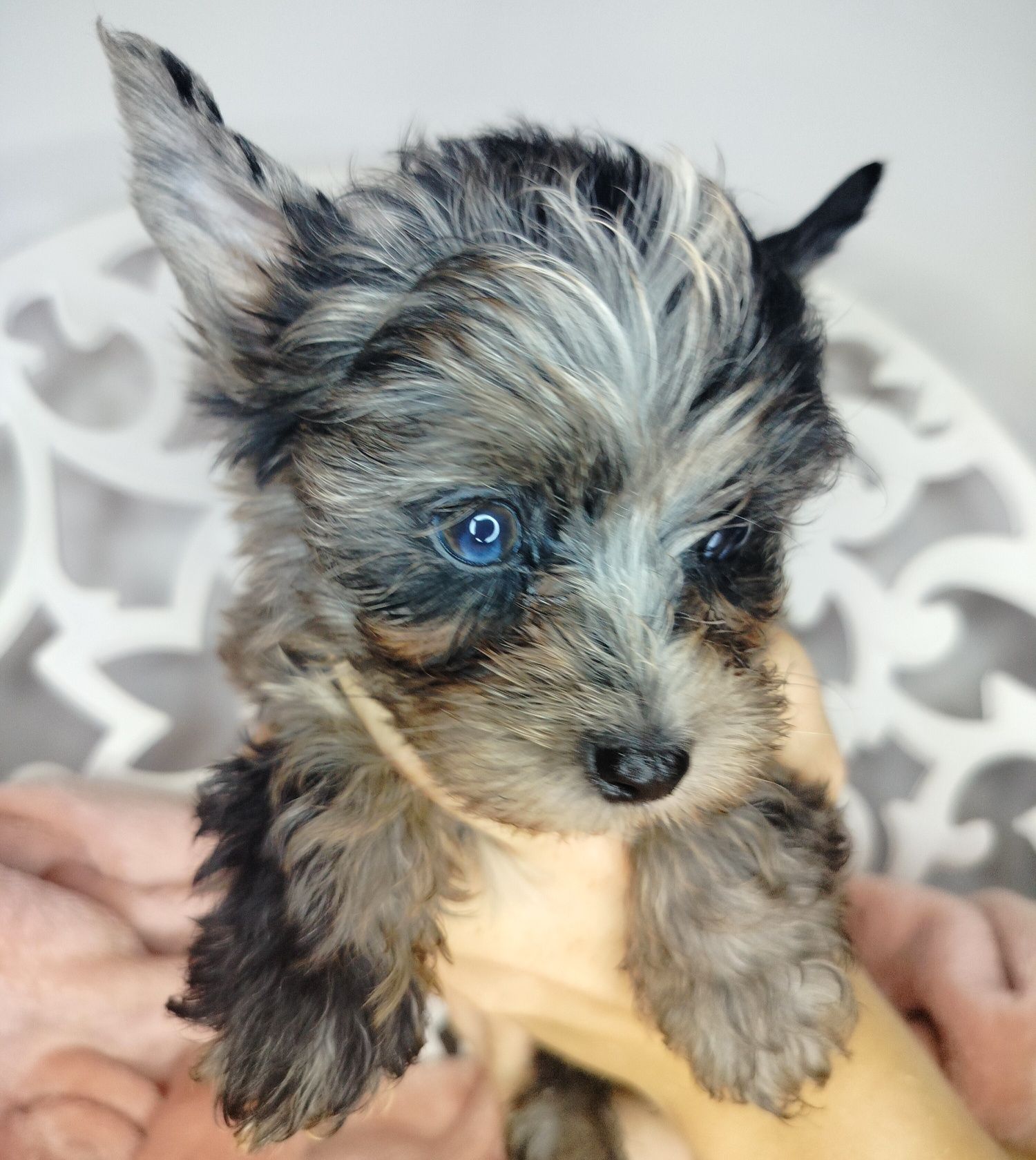 ZAREZERWOWANA. Yorkshire Terrier, Blumerle, suka