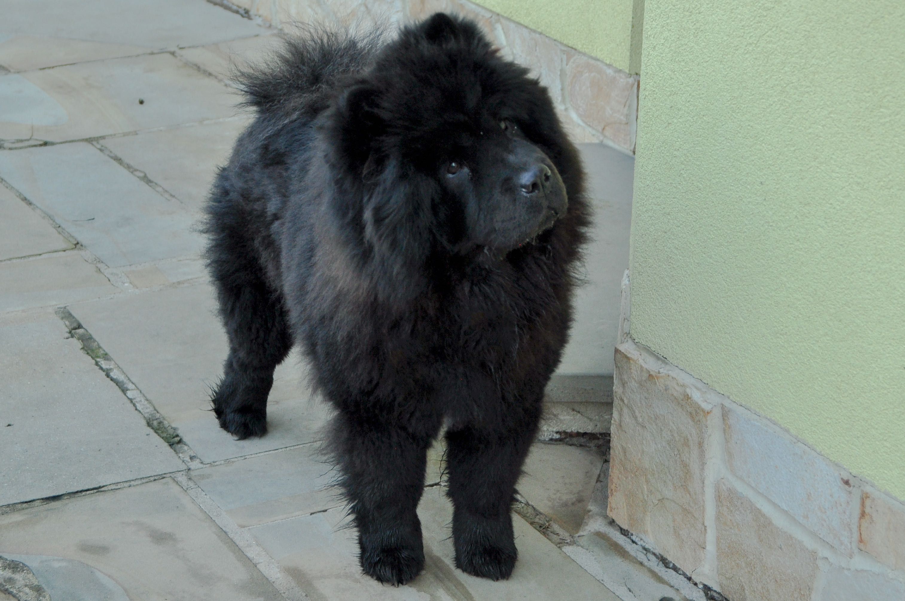 Chow Chow Piesek