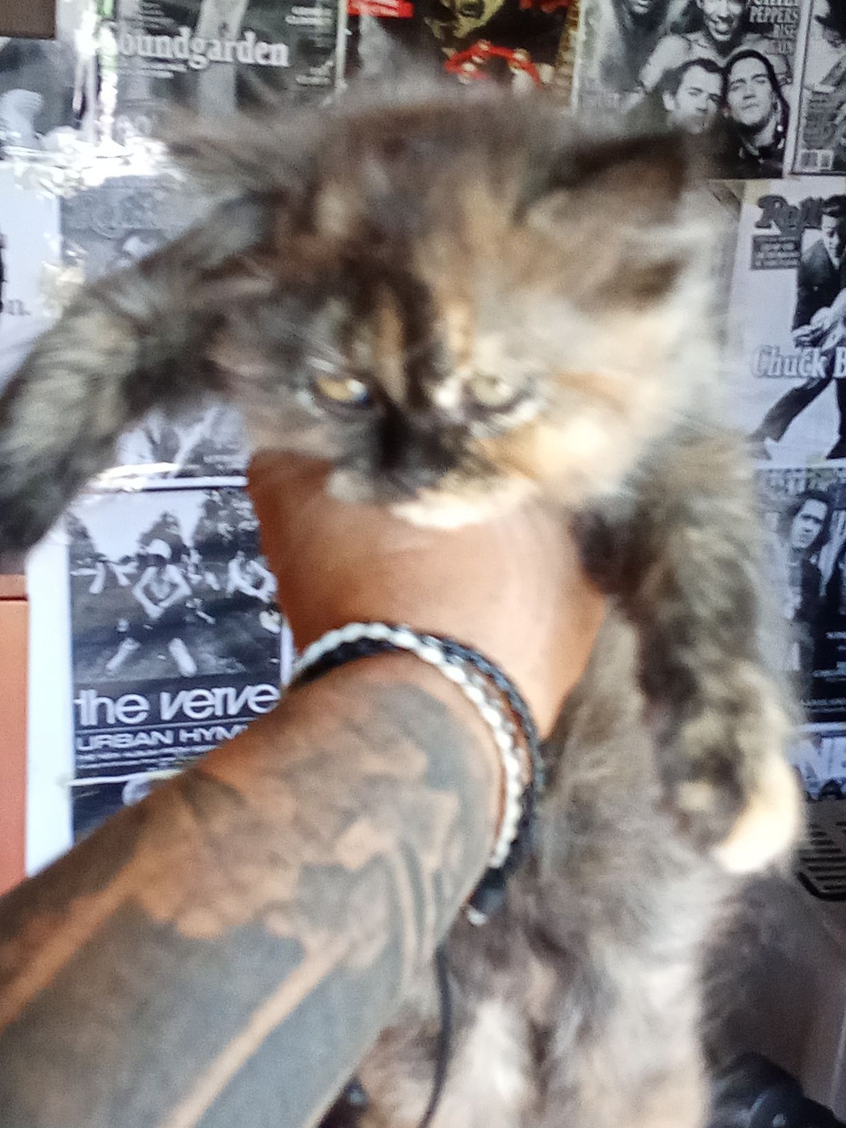 Gatinha persa meiguinha