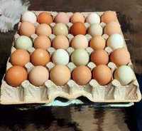 Яйца для инкубатора микс пород
