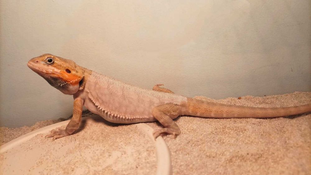 Piękna agama brodata