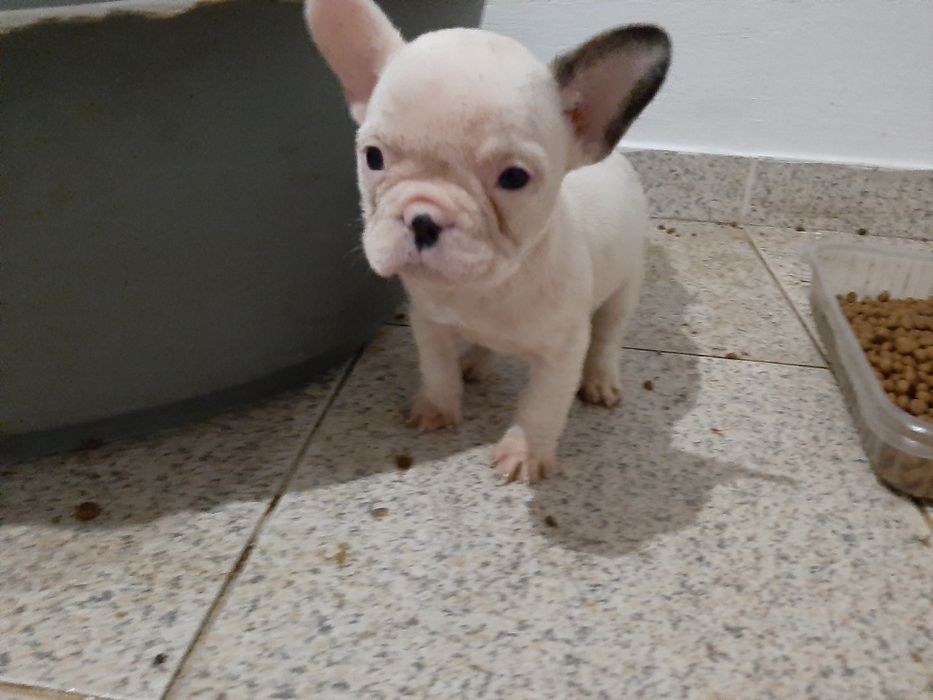 Buldog Blue&fawn pead