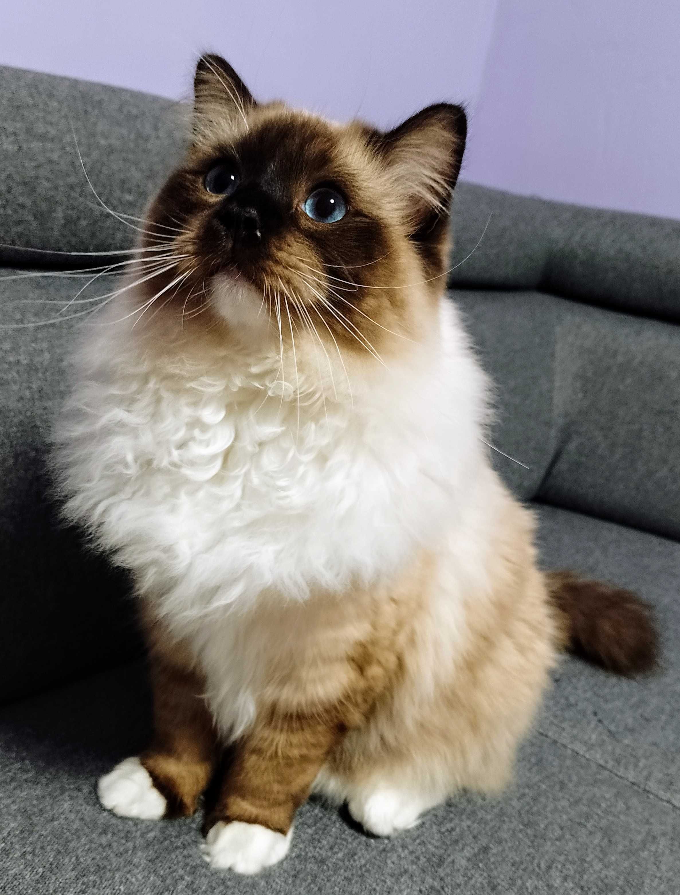 Roczny Ragdool, kocurek seal mitted
