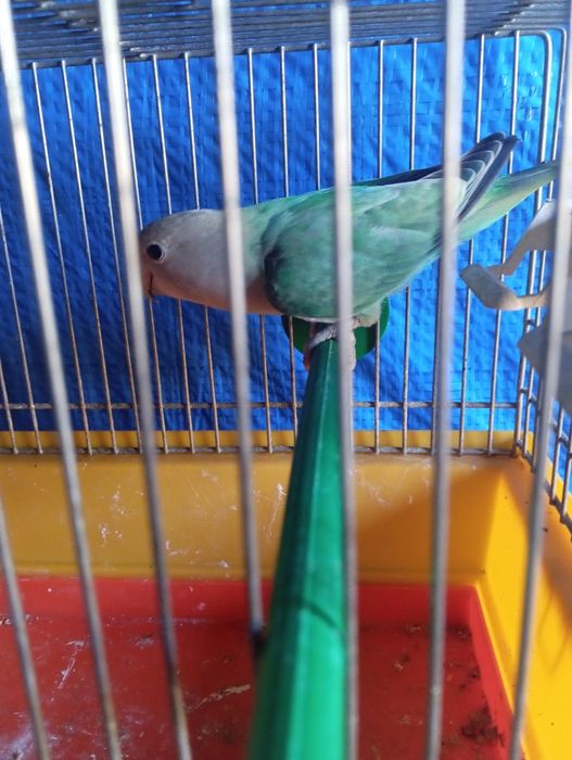 Nierozłączki z 2025 r