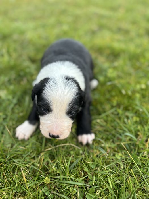 Szczeniak Border Collie